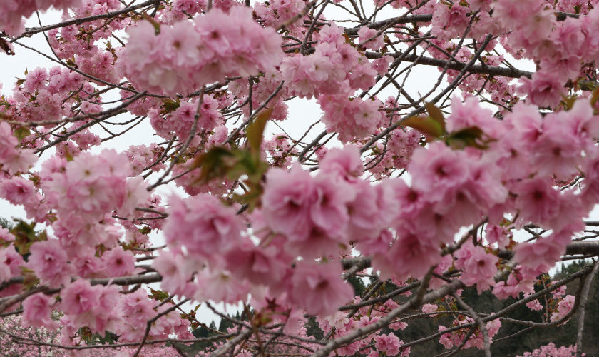 花見に行ったよ