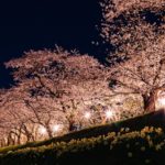 秋田県内の夜桜スポットを一挙に紹介！