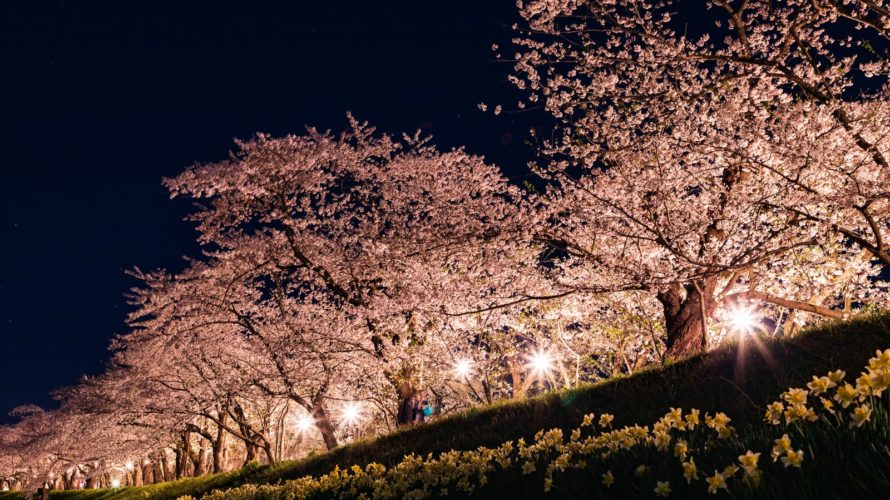 秋田県内の夜桜スポットを一挙に紹介！