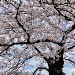 早咲の桜
