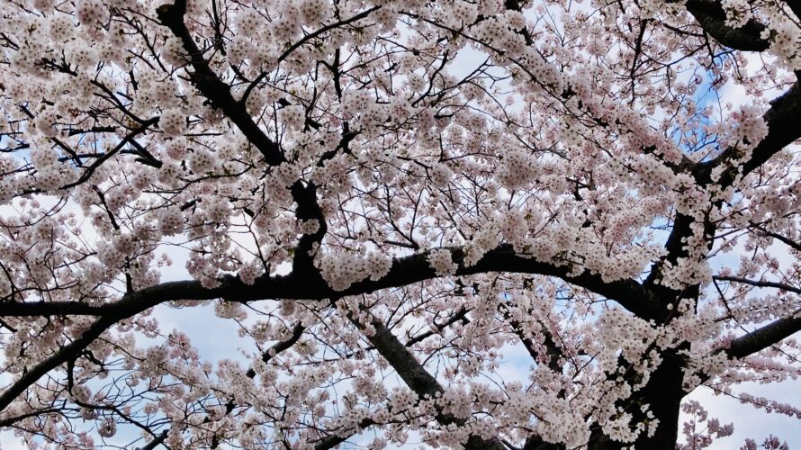 早咲の桜
