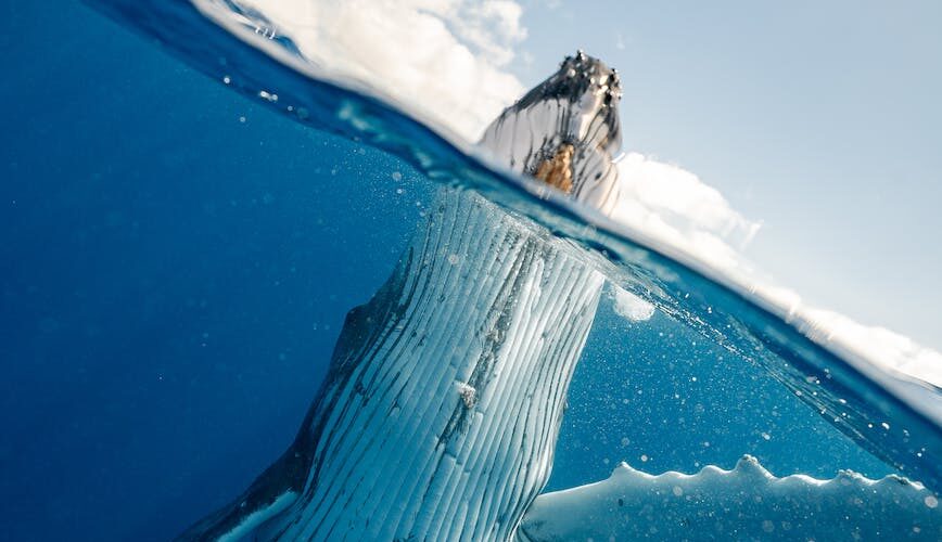 split shot of whale