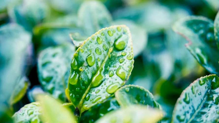 梅雨明けして・・・