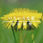 動画『いろいろな花』